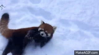 We Re As Happy As This Red Panda In The Snow On Make A Gif