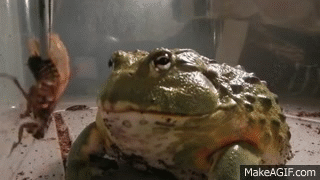 Giant African Bullfrogs eating everything in sight on Make  