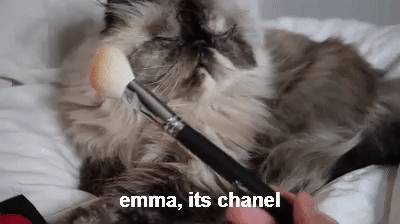 Putting Makeup On Cat Tutorial