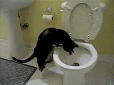 Image result for toilet flush gif cat