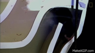 Enchanting Rat In Toilet Gif Gallery - Exterior ideas 3D - gaml.us ... Enchanting Rat In Toilet Gif Gallery - Exterior ideas 3D - gaml.us ...