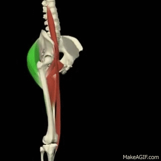3-D Anatomy For Yoga:Flexion & Extension of the Hip on Make a GIF