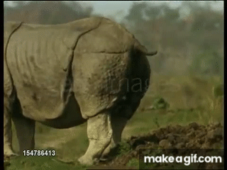 rhino pooping on Make a GIF