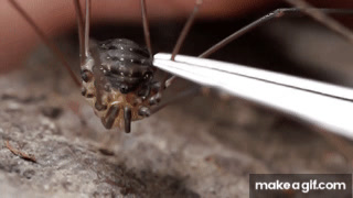 Daddy longlegs risk life, and especially limb, to survive