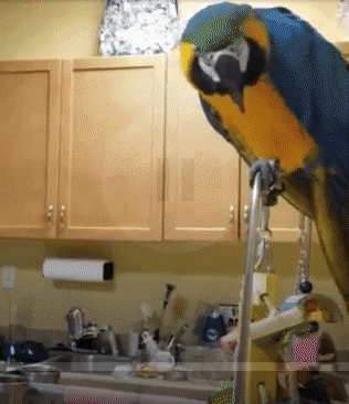 These fully flighted macaws have large wingspans, but they still fly indoors successfully.