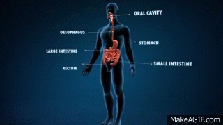 Human Digestive System animation work on Make a GIF