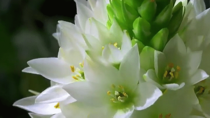 The Many Common Themes Found Within Lifetime Movies Flower Gifs Find Share On Giphy