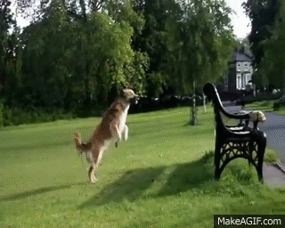 The Best Dog Gifs of all Time -  Blog