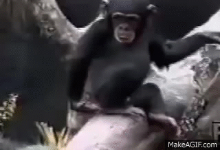 Image result for monkey smelling finger gif