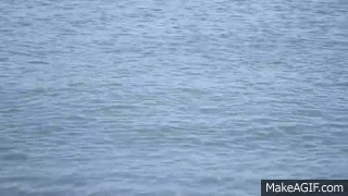 moving images of water gif