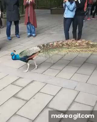 GyCI9A.gif