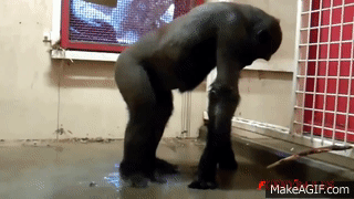 Funny Animals Dancing Compilation with the Best Funny Dancing Animals and  Pets on Make a GIF