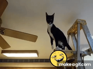 The Ceiling Fan Cat On Make A Gif