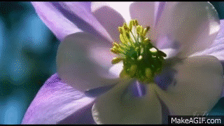 Hermosas flores en movimiento natural HD (beautiful flowers -- time lapse) on Make a GIF Hermosas flores en movimiento natural HD (beautiful flowers -- time lapse) on Make a GIF