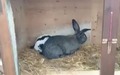 Rabbit sex