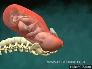 Vaginal Birth (Childbirth) on Make a GIF