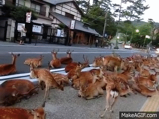 Horde Of Deer Occupying The Road At Nara 奈良公園の鹿達 道路を占領して涼を取る On Make A Gif