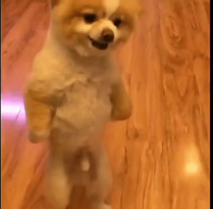 AMAZING) Pomeranian Dog Walks on Hind Legs for TWO DAYS After New Haircut  Pisses Him Off on Make a GIF