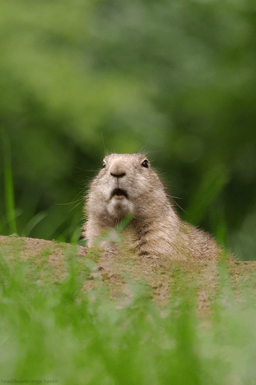 Blacktailed Prairie Dog on Make a GIF