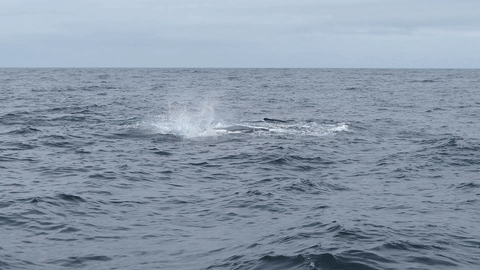Humpback Whales off Cape Cod