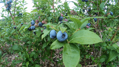 Picking Blueberries at Bhavana Farm