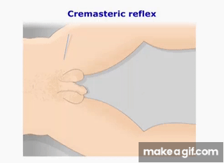 cremasteric reflex