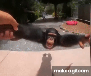 Monkey Spinning Meme (with Hey Ya! music) on Make a GIF