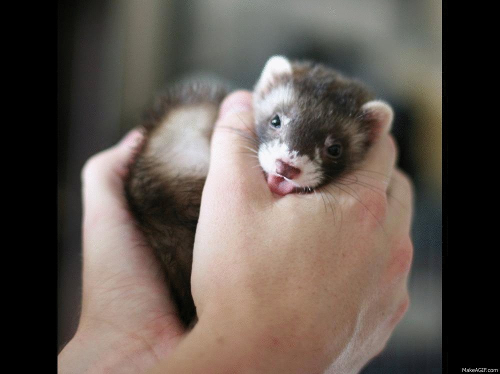 ferret on Make a GIF