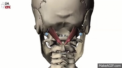 Anatomía Recto Posterior Mayor de la Cabeza on Make a GIF
