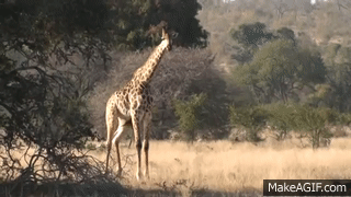 giraffe walking gif