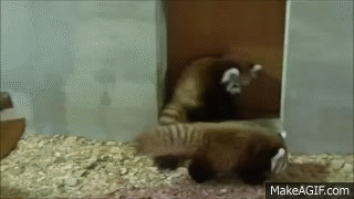 赤ちゃんレッサーパンダのパンダアタック Panda Attack By Baby Red Panda On Make A Gif
