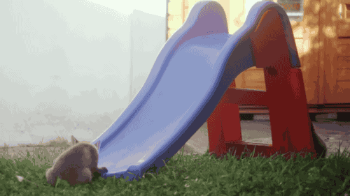 Cute fox cubs playing on slide. [video] on Make a GIF