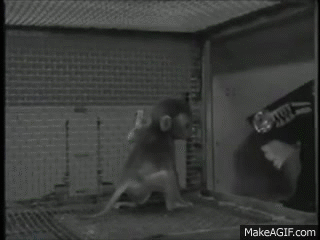 harlow s monkeys