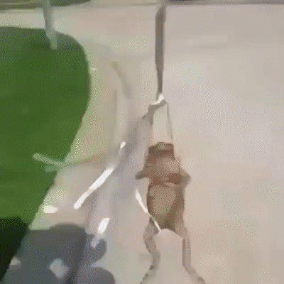 Resultado de imagen de flying frog balloon gif
