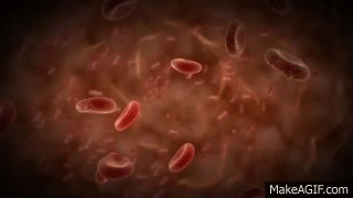 Blood Cells Live Wallpaper On Make A Gif
