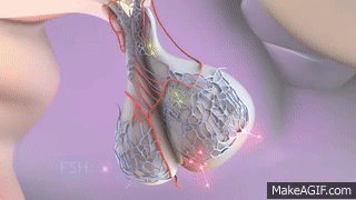 Ovulation & the menstrual cycle - Narrated 3D animation on Make a GIF