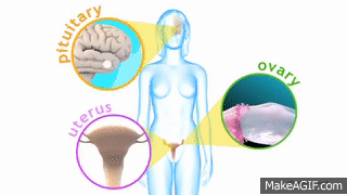 Ovulation & the menstrual cycle - Narrated 3D animation on Make a GIF