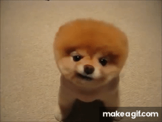 Top 10 Funny and Cute Dog Videos on Make a GIF