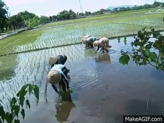 Menanam Padi Di sawah on Make a GIF