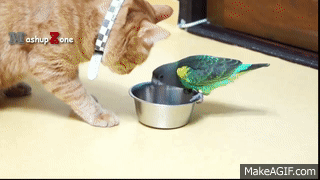 tenth life cats funny kittens gif