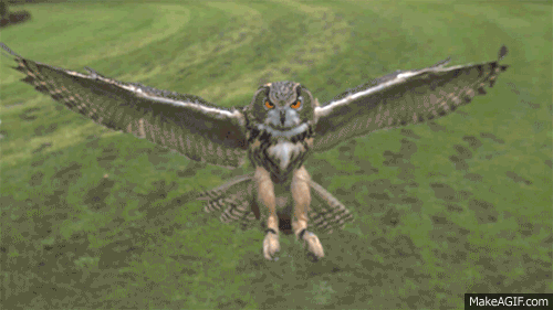 Image result for flying owl gif