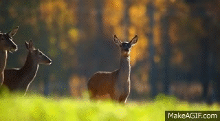 Red Deer. Roar. Fight. Благородный Олень. Рёв. Драка. On Make A GIF