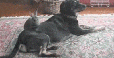 D2a0_O.gif