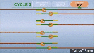 PCR (Polymerase Chain Reaction) extension on Make a GIF