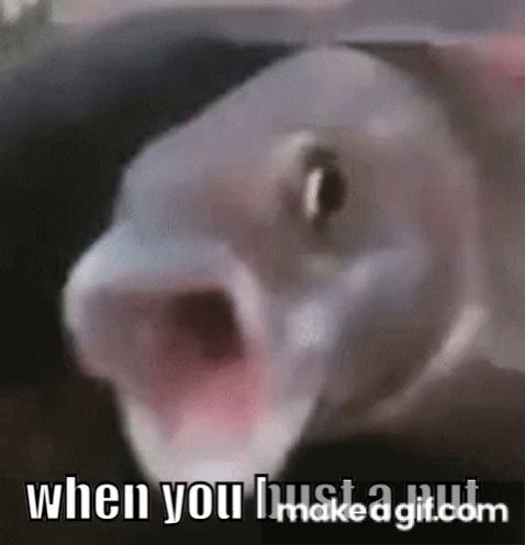 When They Make A Gif With A Caption And Your Username Pogfish Discord GIF -  When They Make A Gif With A Caption And Your Username Pogfish Discord -  Discover & Share GIFs