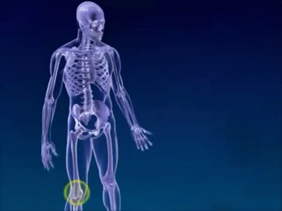 Body System Animation - Gif Body Systems Behance | Bocainwasul