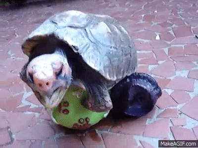 Video- Turtle Gets His Nut Off On A Sex Toy! (Rolled Over & Went To  Sleep).flv on Make a GIF
