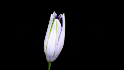 Time-Lapse: Watch Flowers Bloom Before Your Eyes on Make a GIF