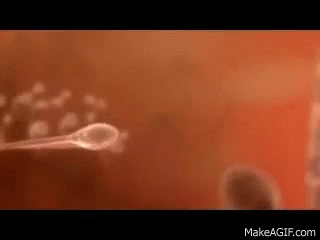 Como se fecunda un ovulo y un espermatozoide