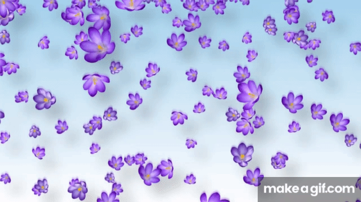Purple Crocus Flowers - Free Motion Background Loop on Make a GIF